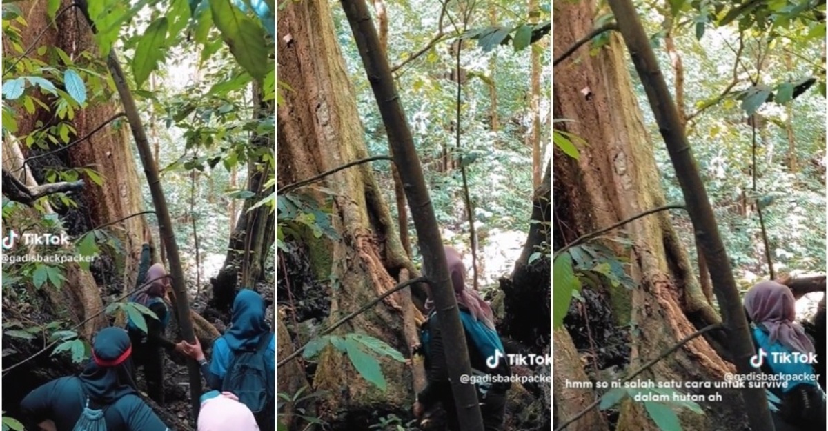 tersesat dalam hutan banir pokok