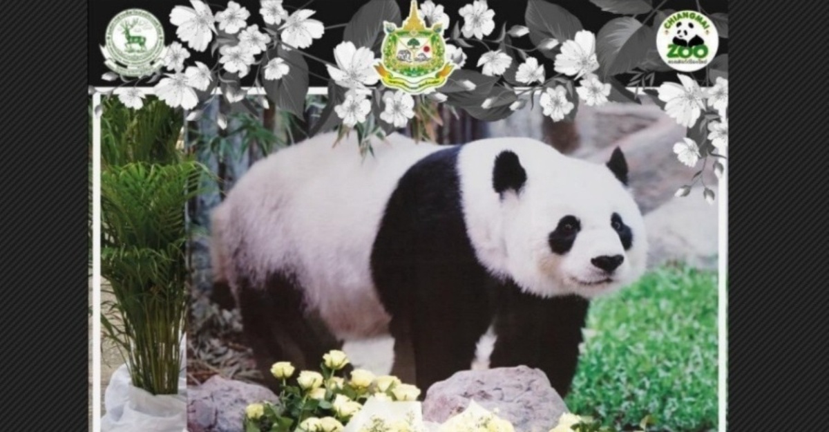 Panda gergasi Lin Hui
