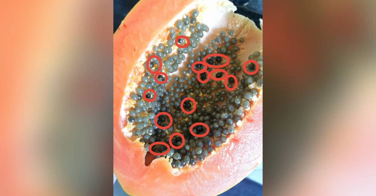 Tips semai Biji Betik
