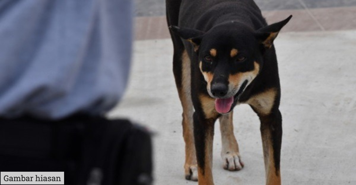 operasi anjing liar