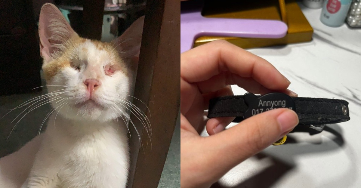 kisah annyong kucing jalanan