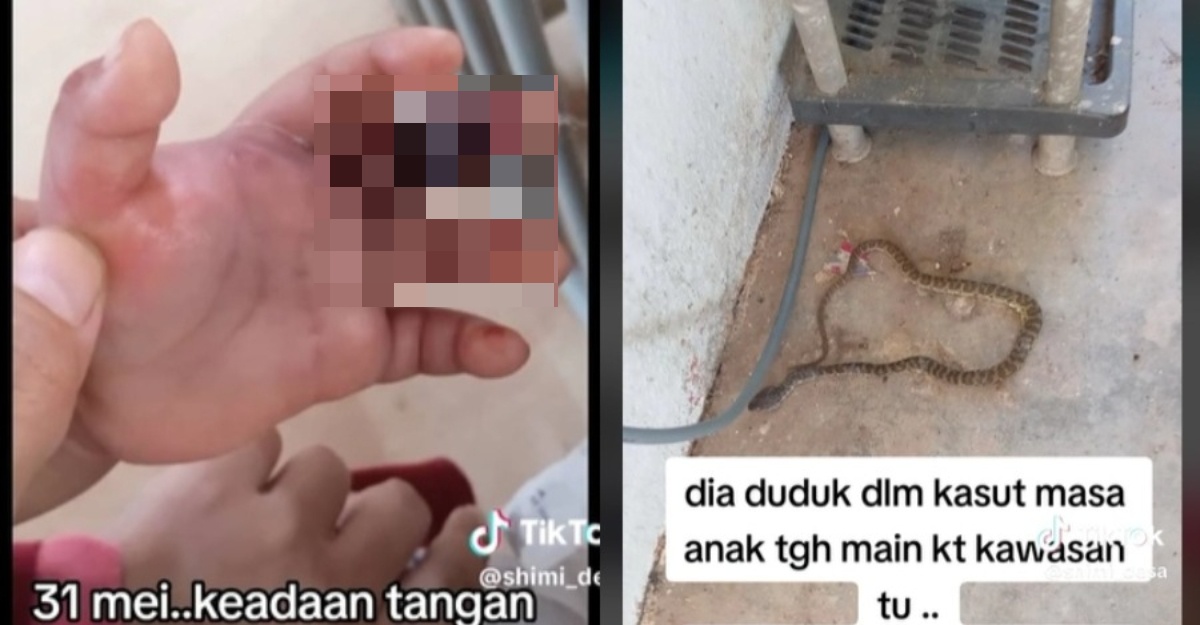 ular sembunyi dalam kasut