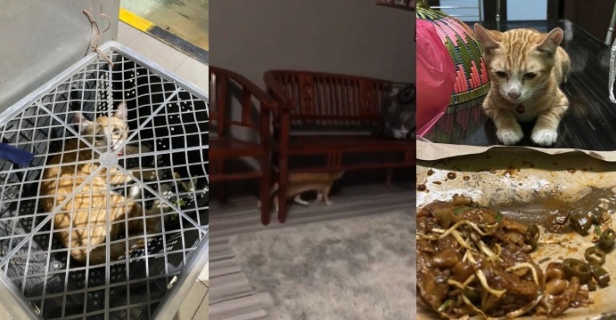 oyen lori sayur PATI
