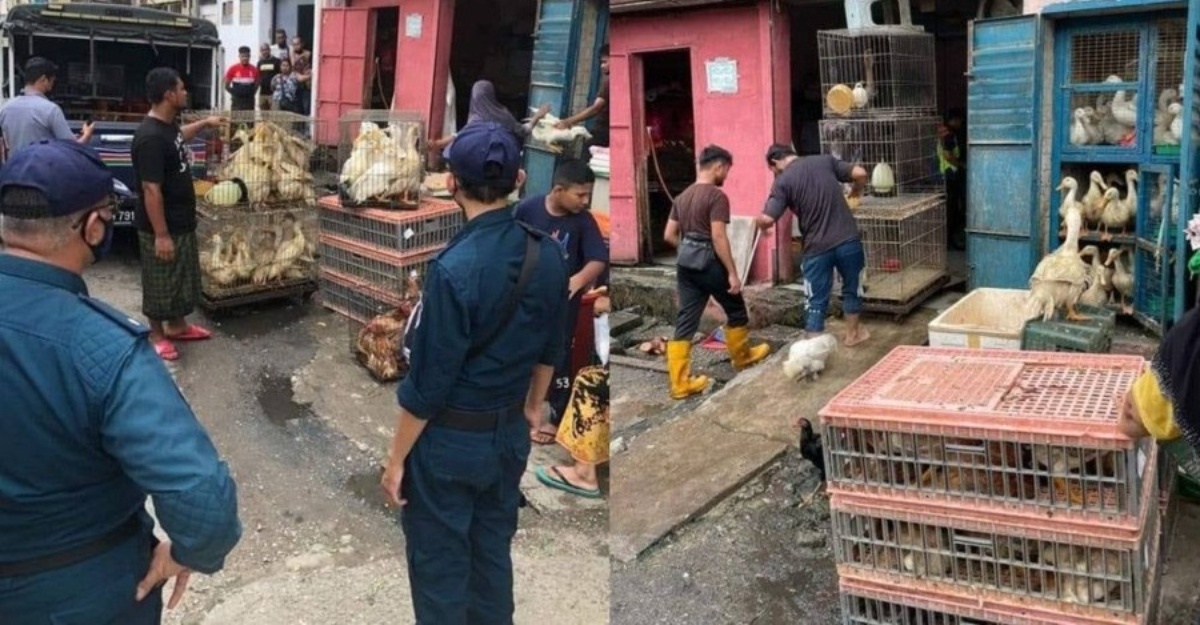 Premis perniagaan pelihara ayam itik