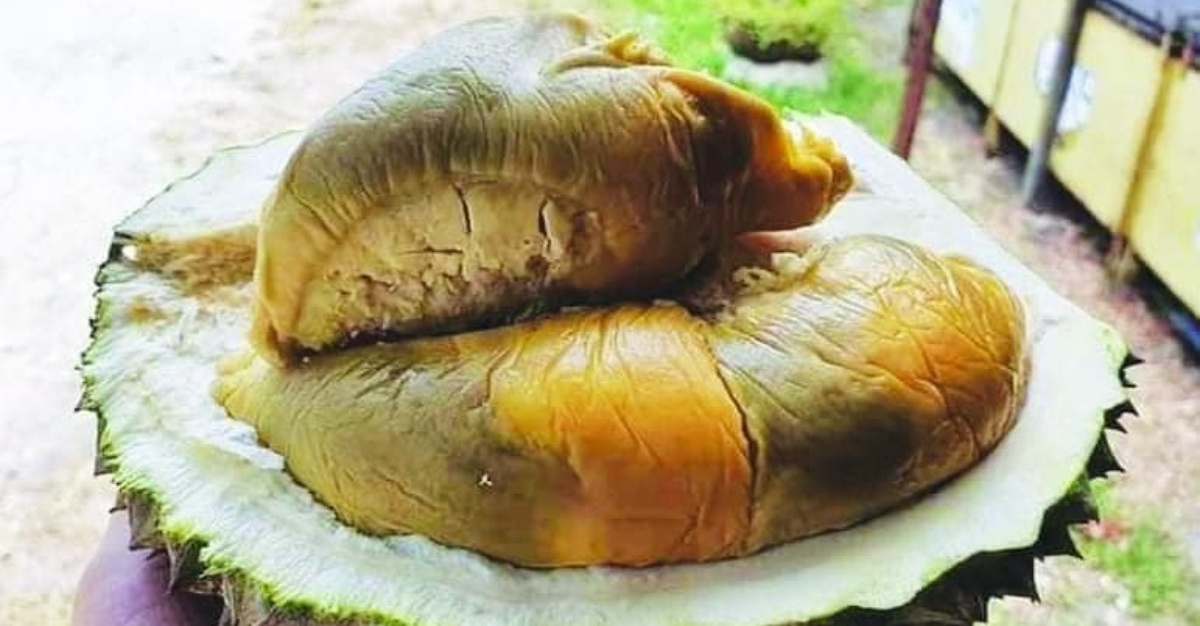 durian tupai king