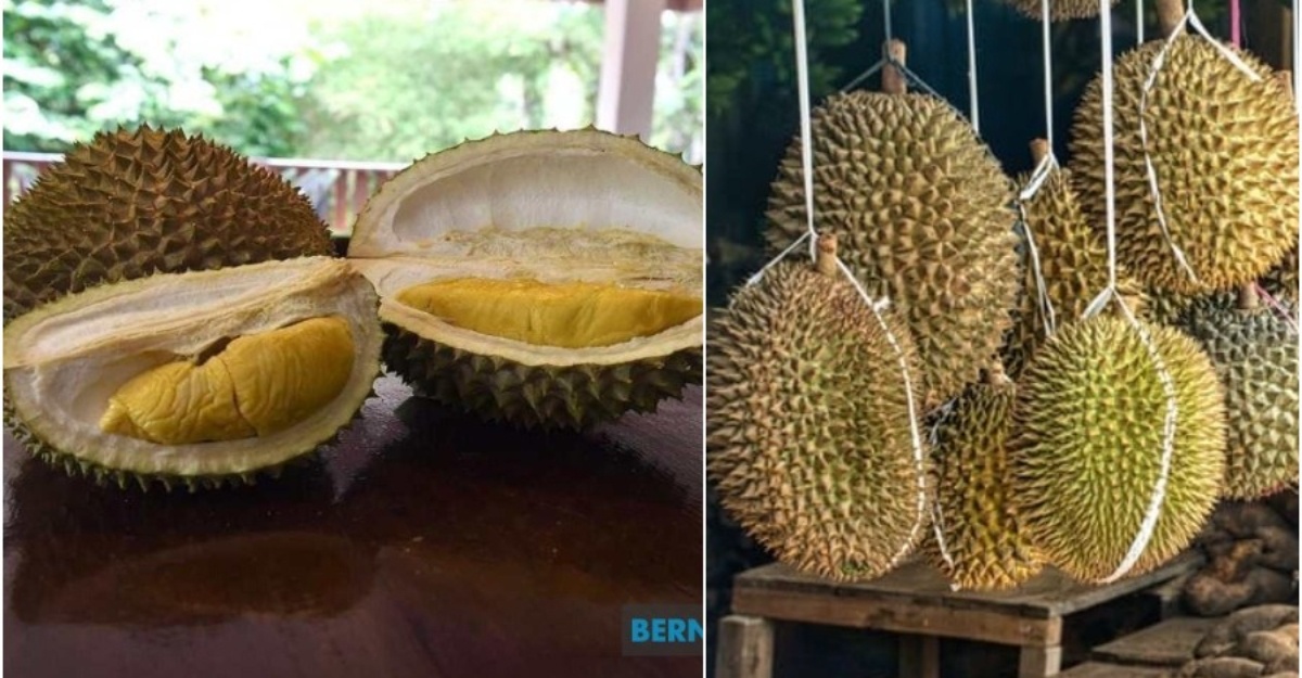 5 Khasiat Makan Durian hamil