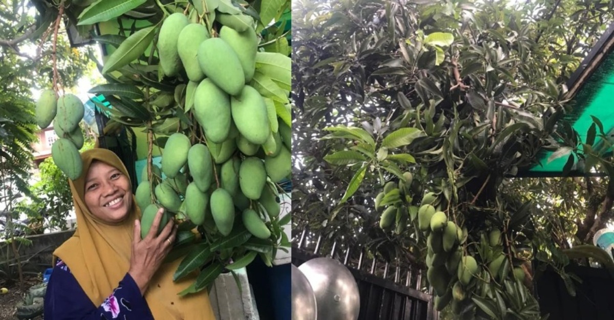tanam buah mangga