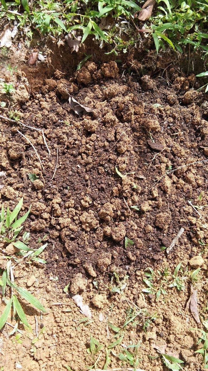 Tanam pisang terbalik
