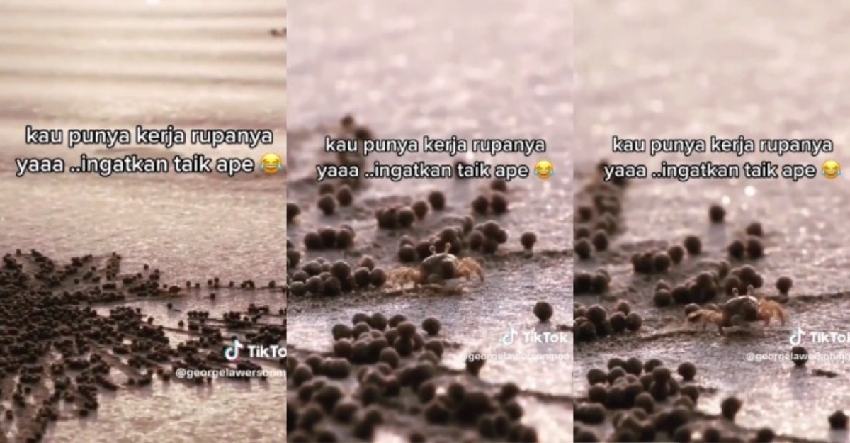 bebola kecil pasir pantai