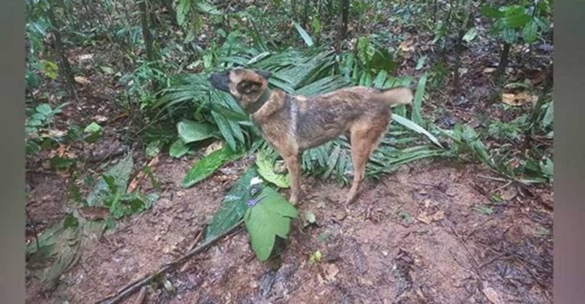 hero hutan amazon