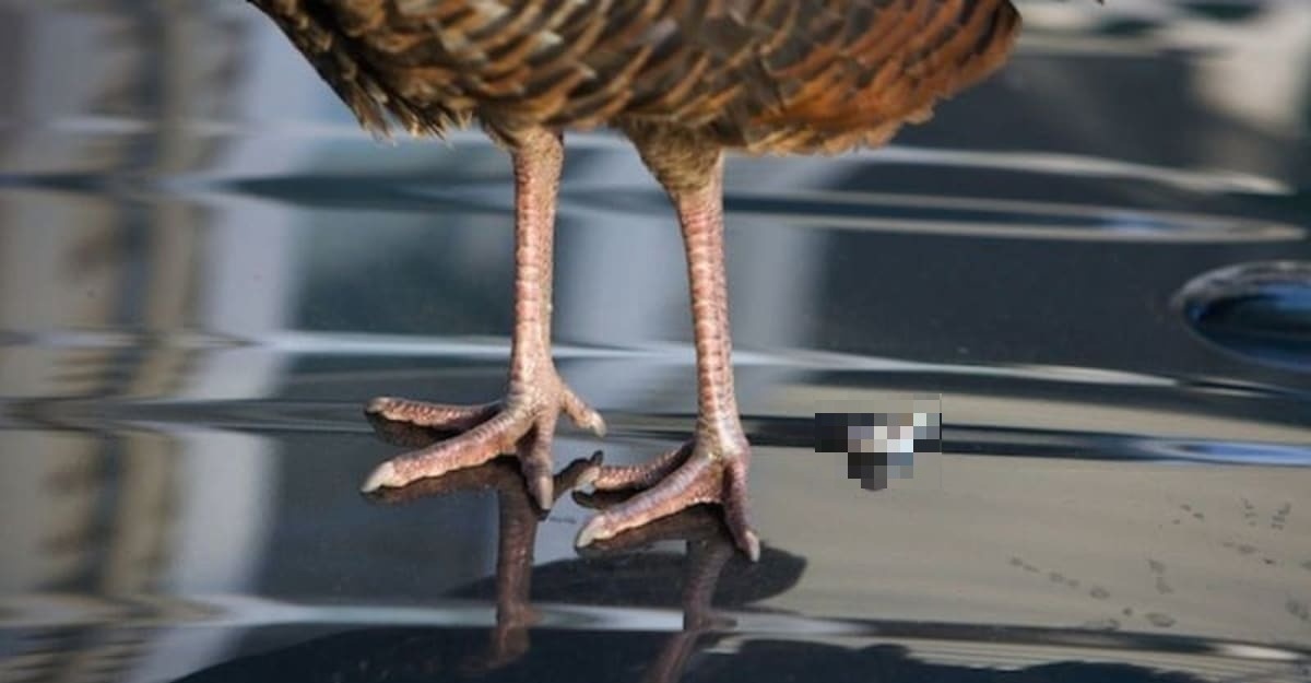 warna kereta burung