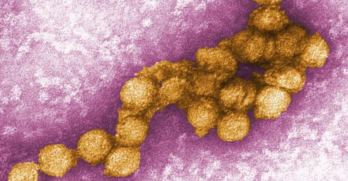 virus nil barat
