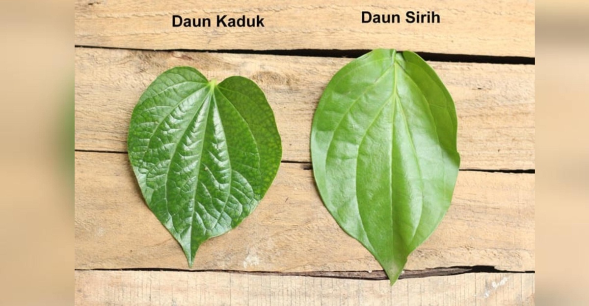beza daun kaduk daun sirih