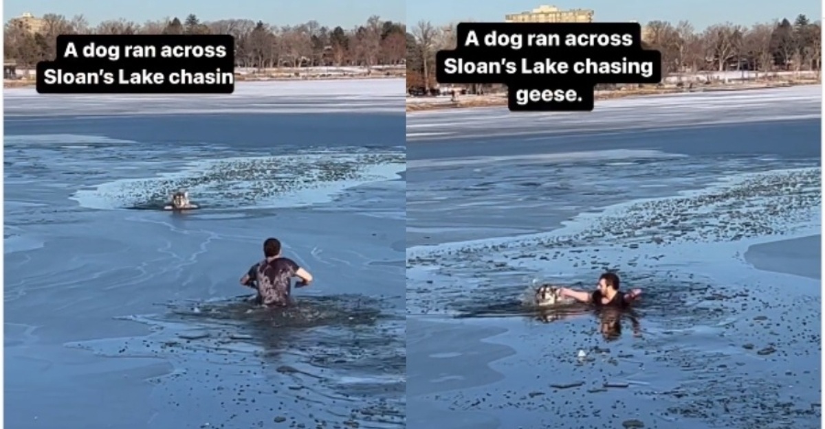 selamatkan anjing dalam tasik