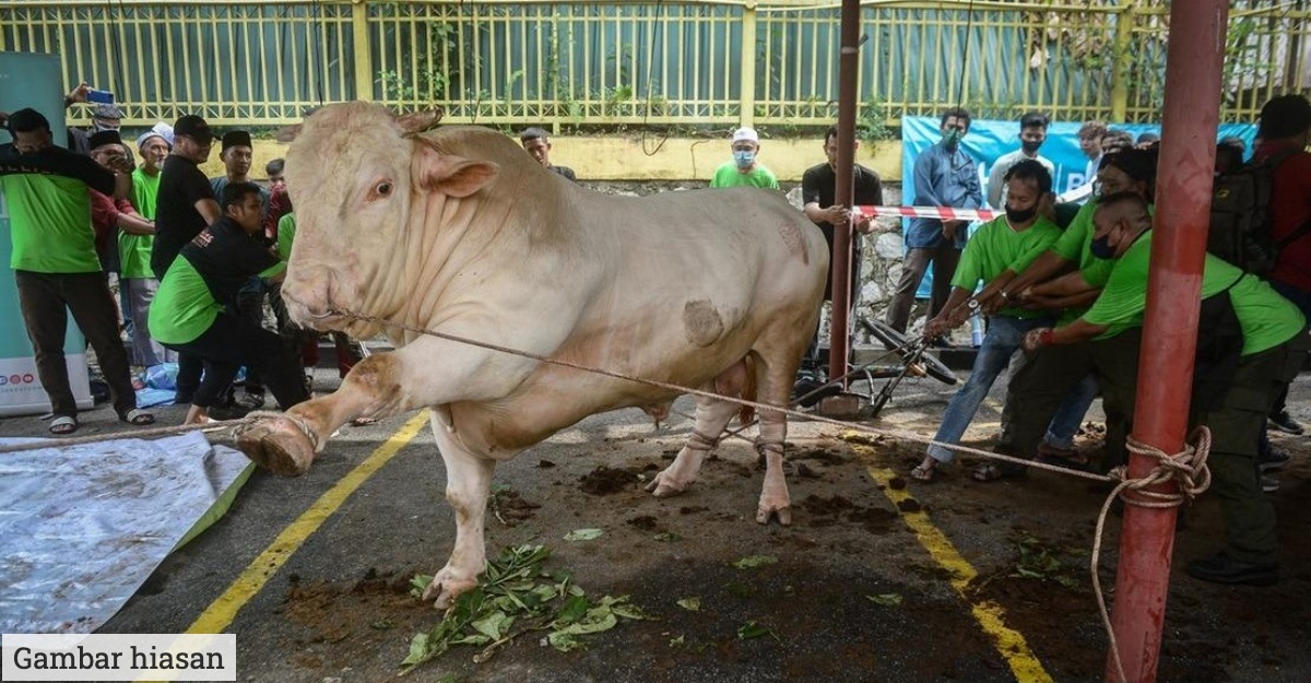 jantina haiwan korban mufti
