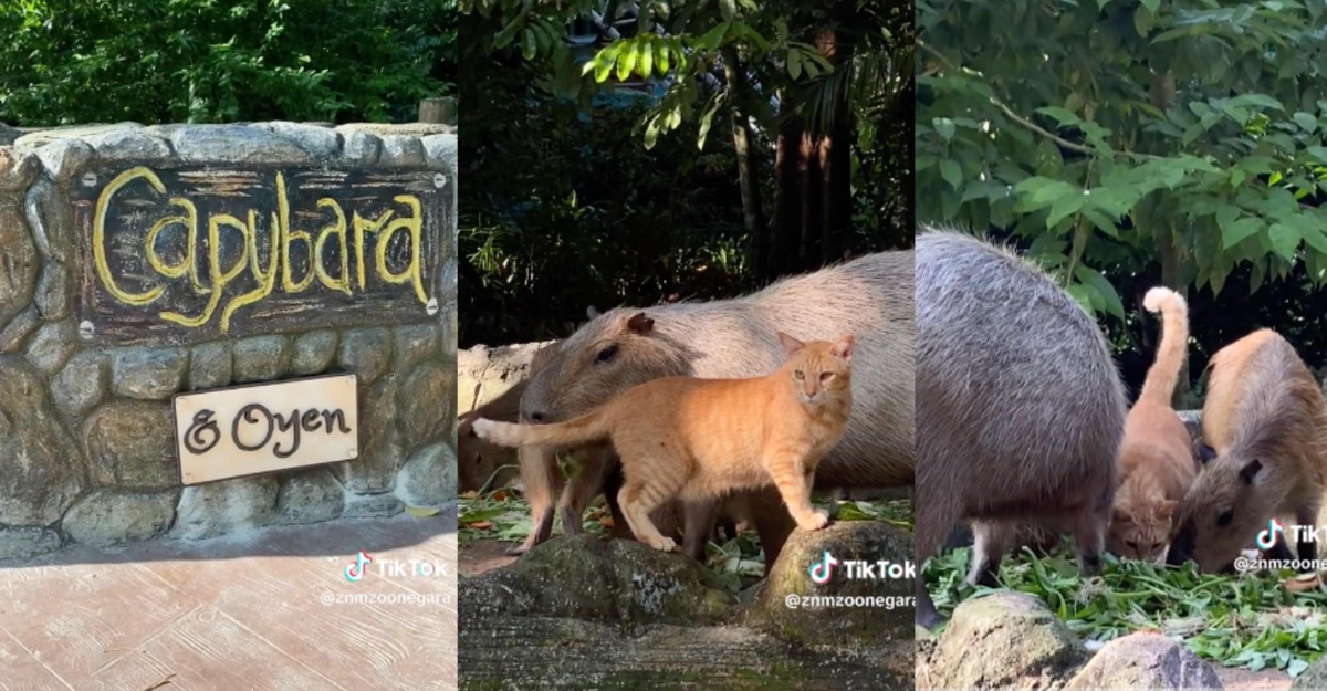 Oyen capybara zoo negara