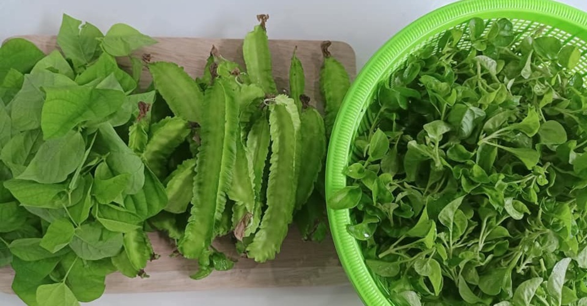 Tips Tanam Kacang Botor