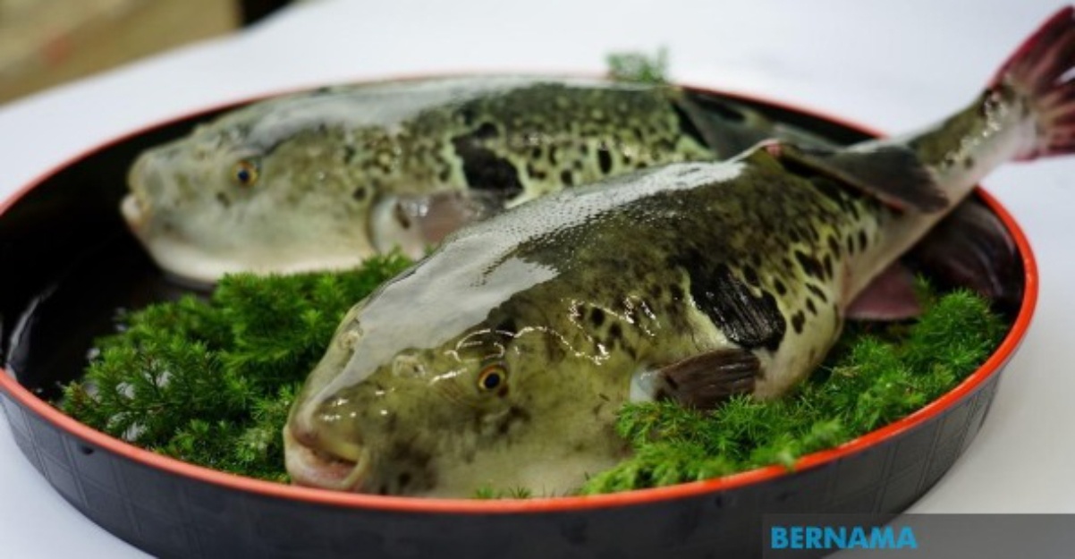 ikan buntal selamat dimakan