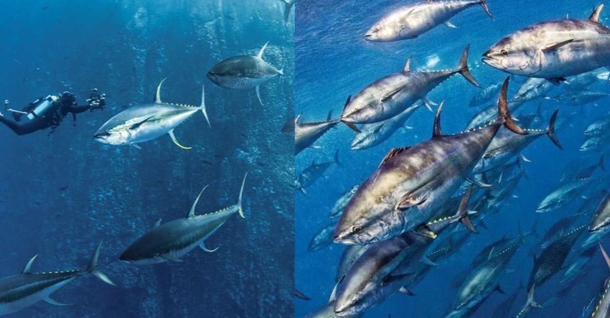 Ikan tuna mati serta merta atas darat