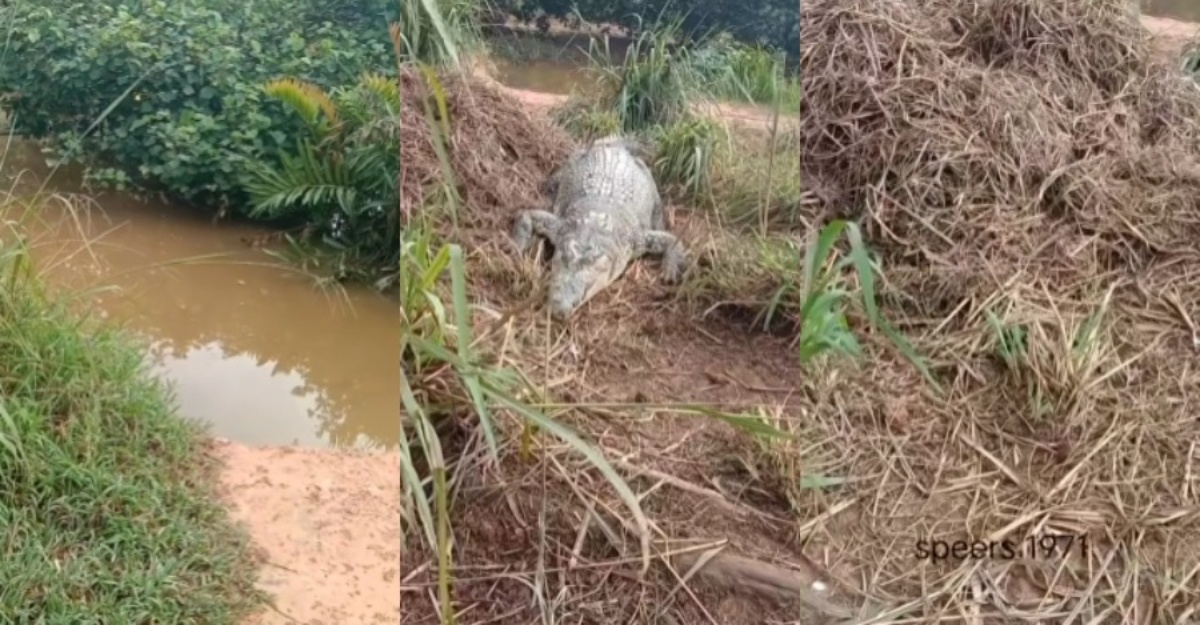 buaya buat sarang