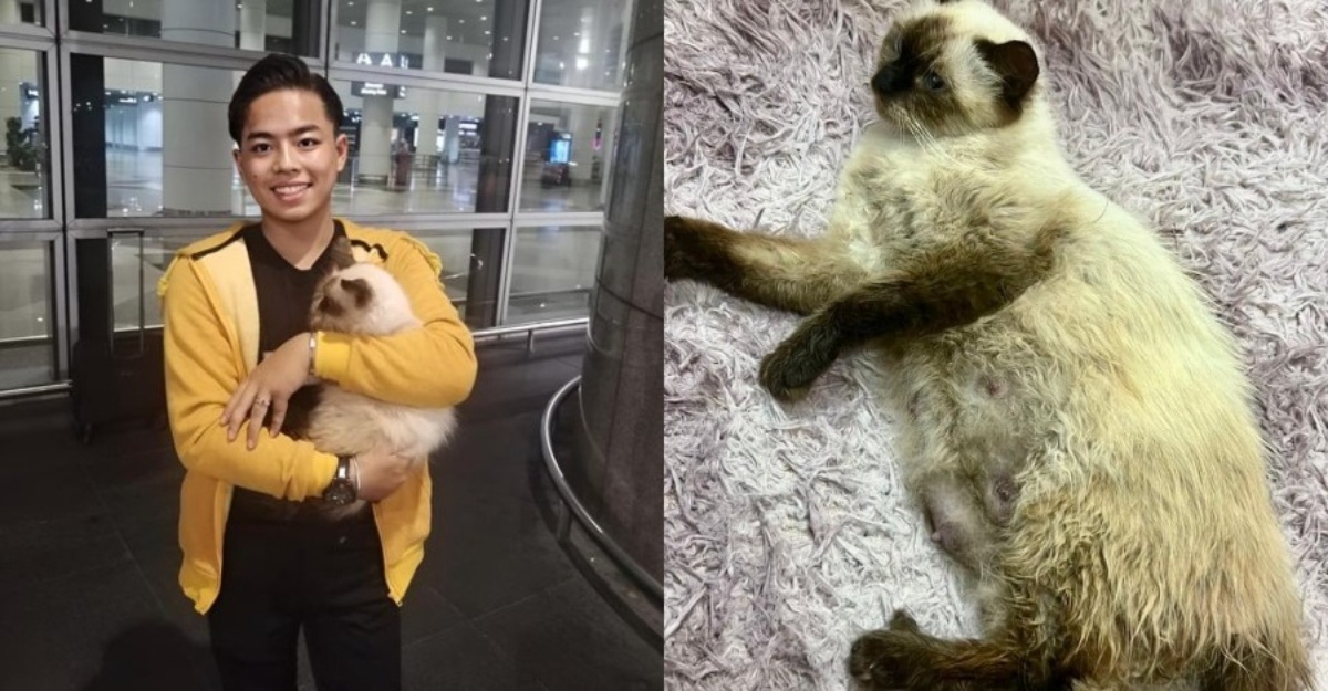 kucing tercedera di KLIA