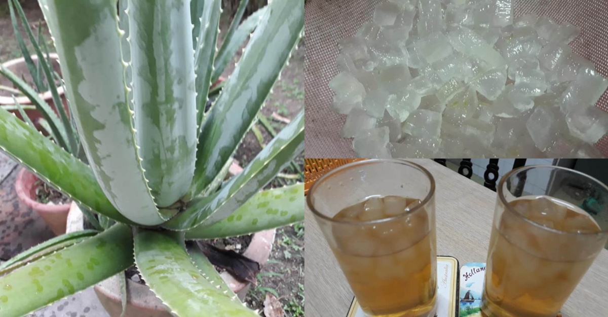 Tips Gunakan Daun Lidah Buaya Terus Dari Pokok
