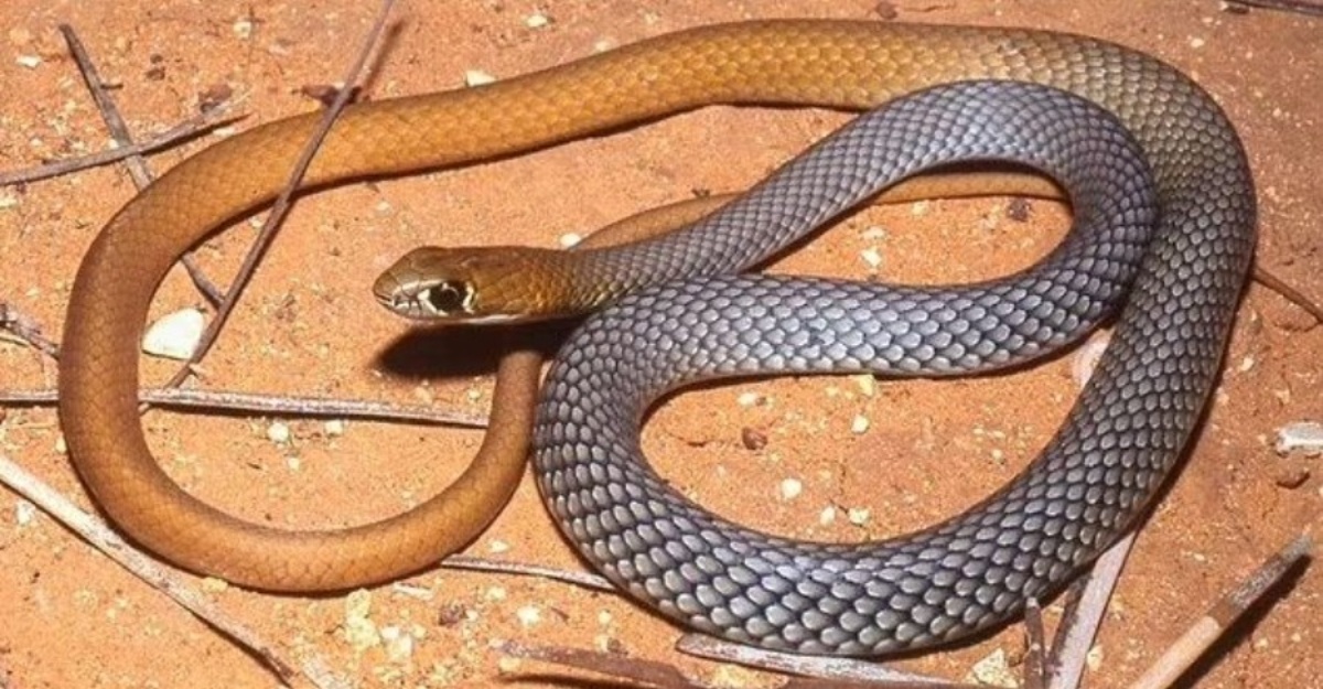 spesies ular berbisa terbaru