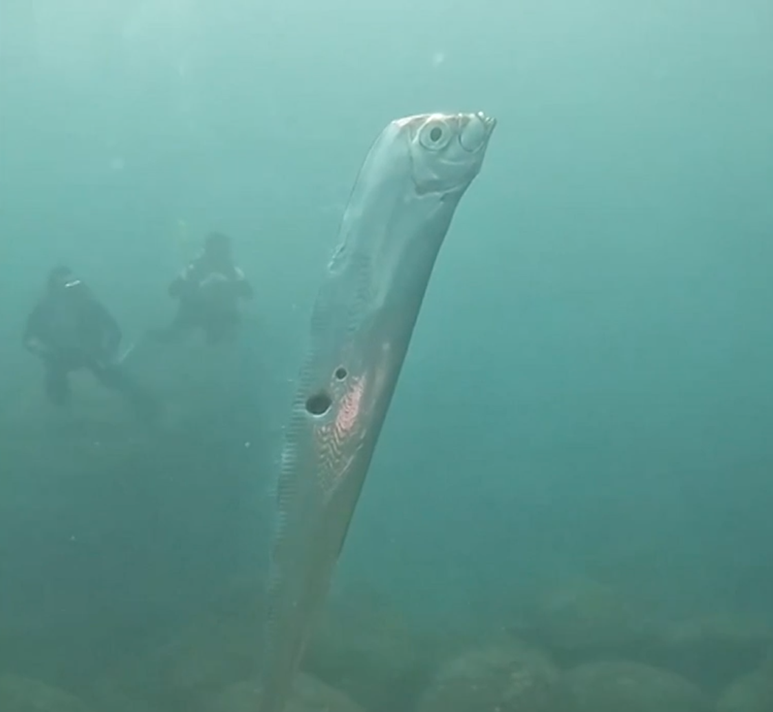 oarfish gergasi taiwan