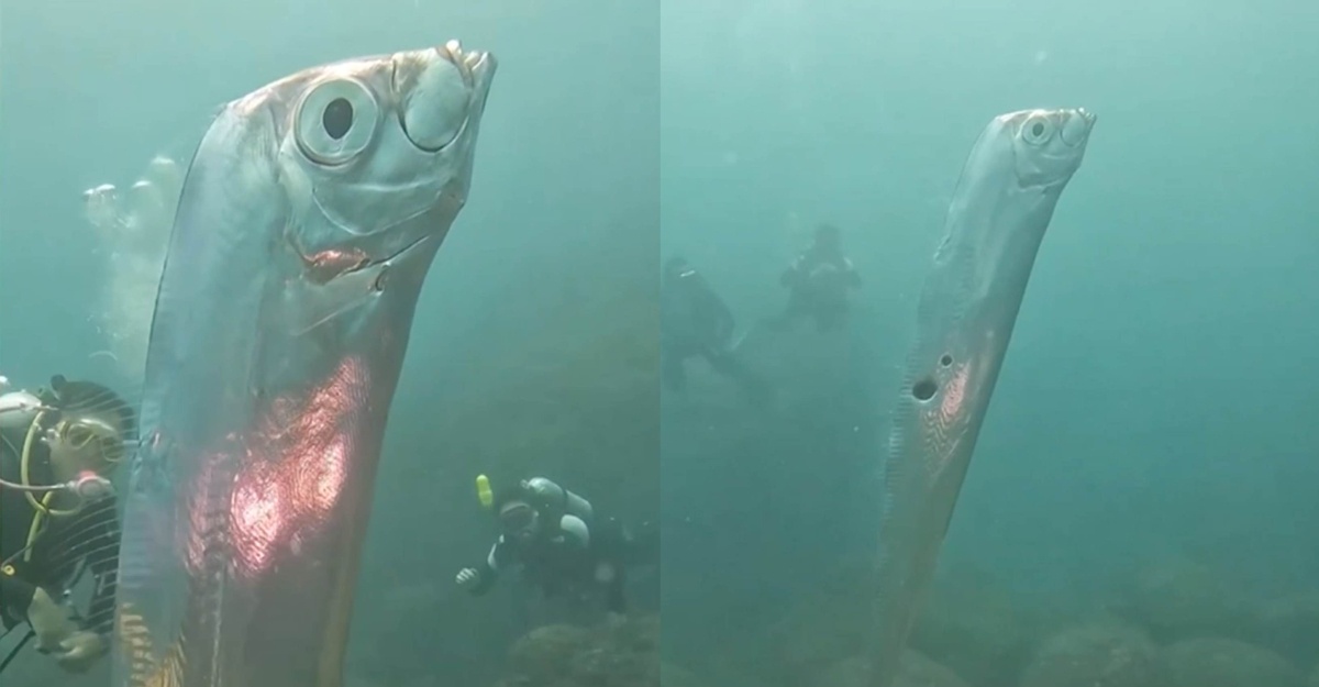 ikan dayung gergasi taiwan