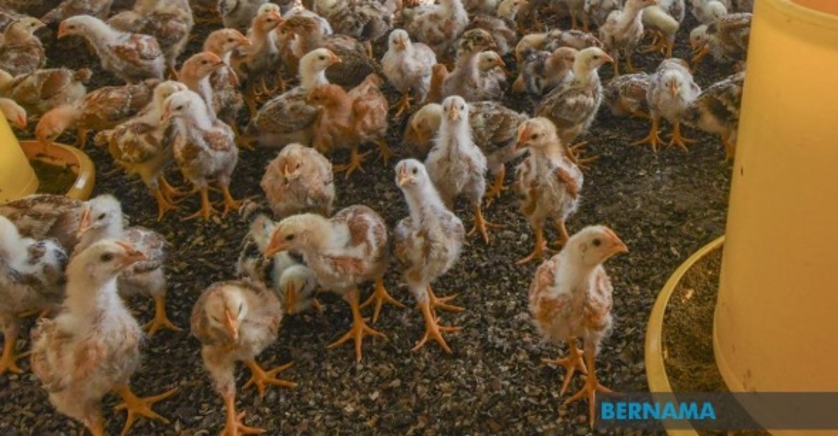 tips menetas telur ayam