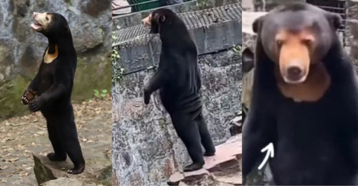 beruang matahari zoo china kostum
