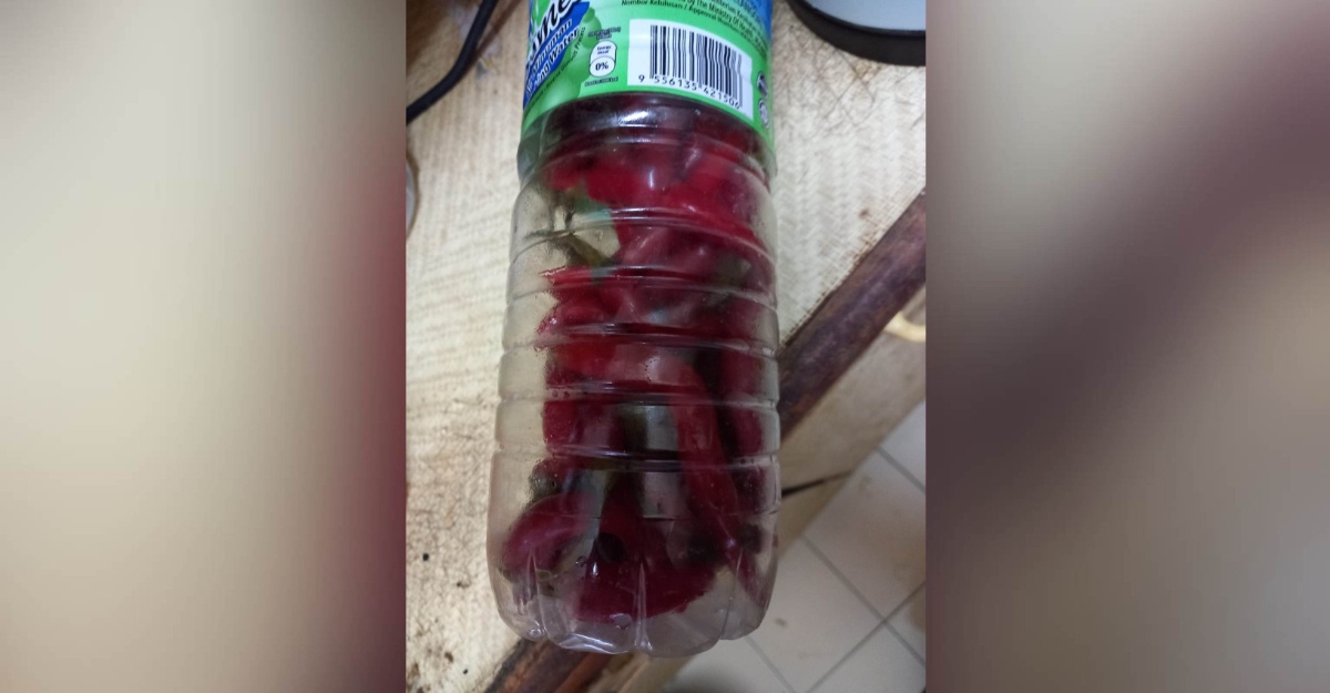 cara simpan cili