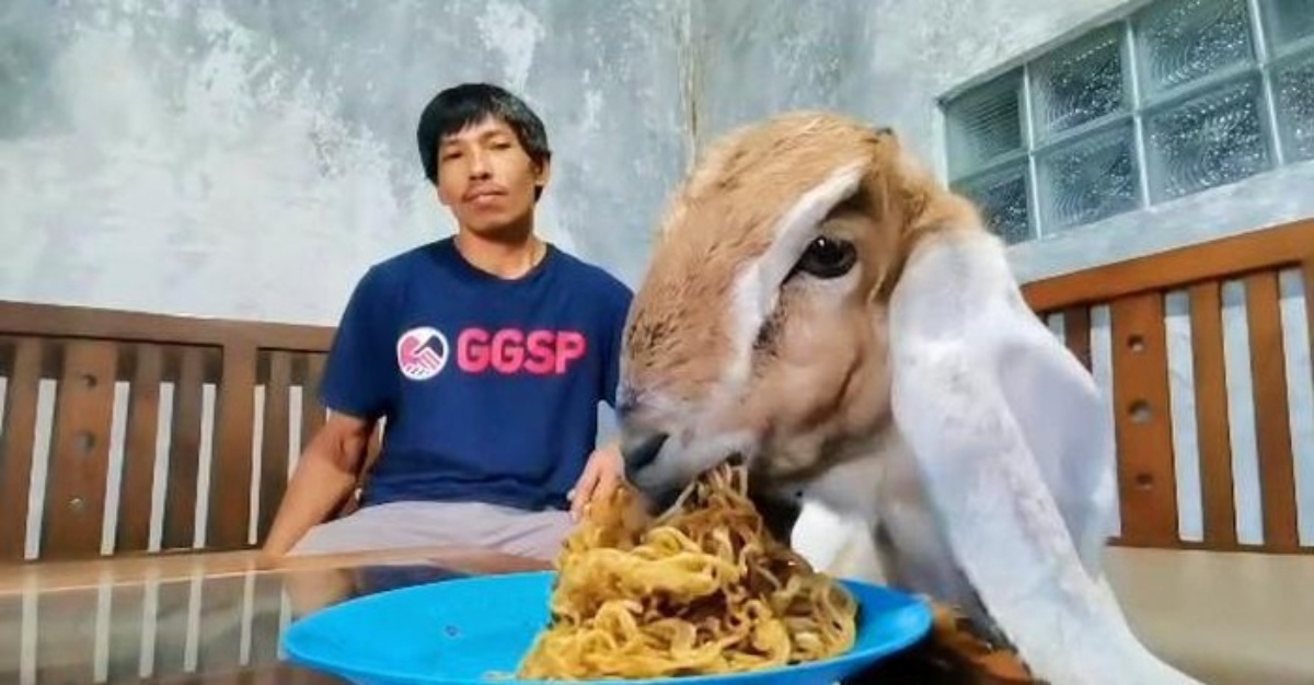 kambing makan mi goreng