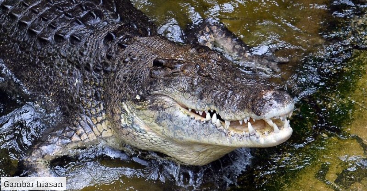Buaya riak air