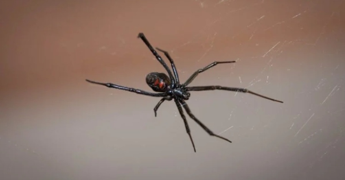 Labah-labah black widow spider-man