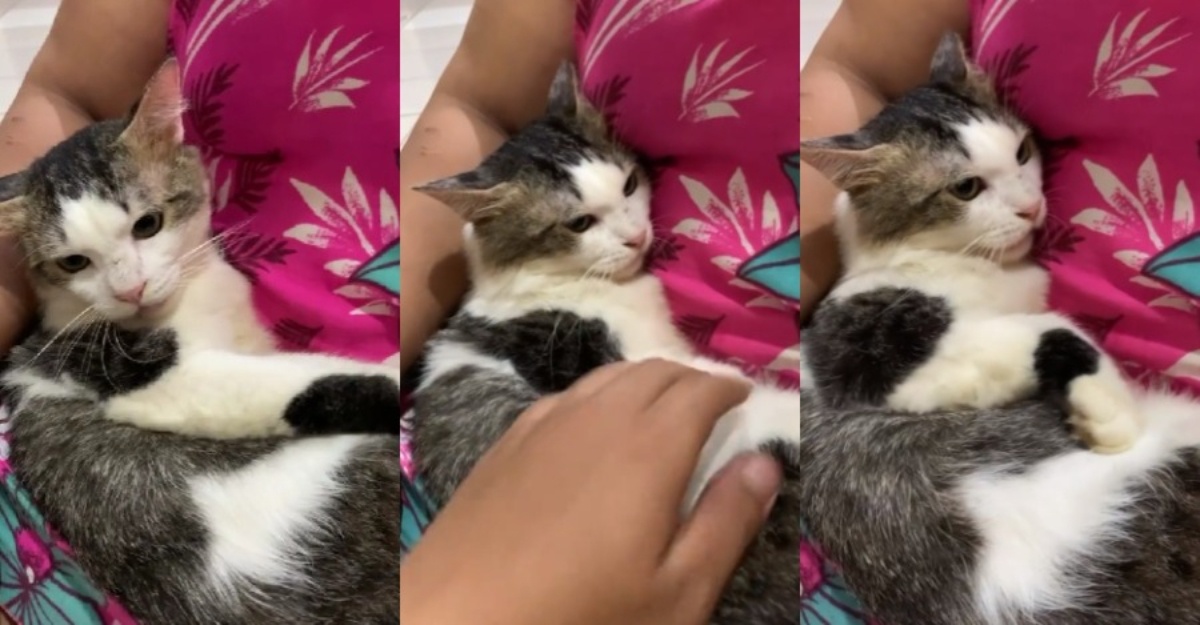 lelaki gaduh kucing