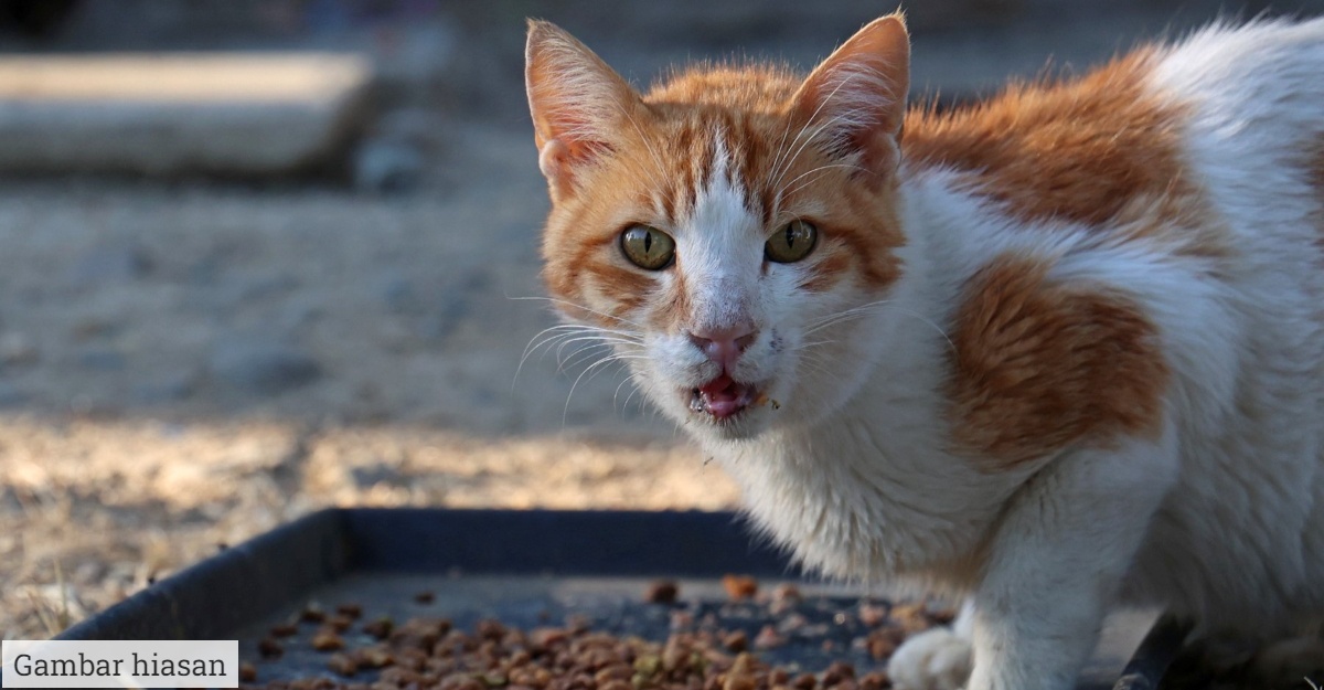 Kenapa Kucing Buka Mulut Selepas Hidu Sesuatu?
