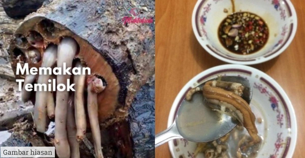 Dr Zulkifli Jelas Hukum Makan Temilok, Cacing Paya Bakau