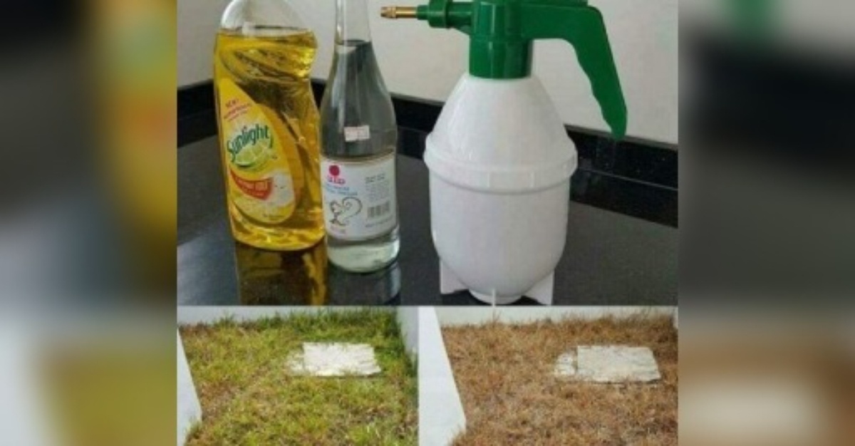 cara mudah matikan rumput