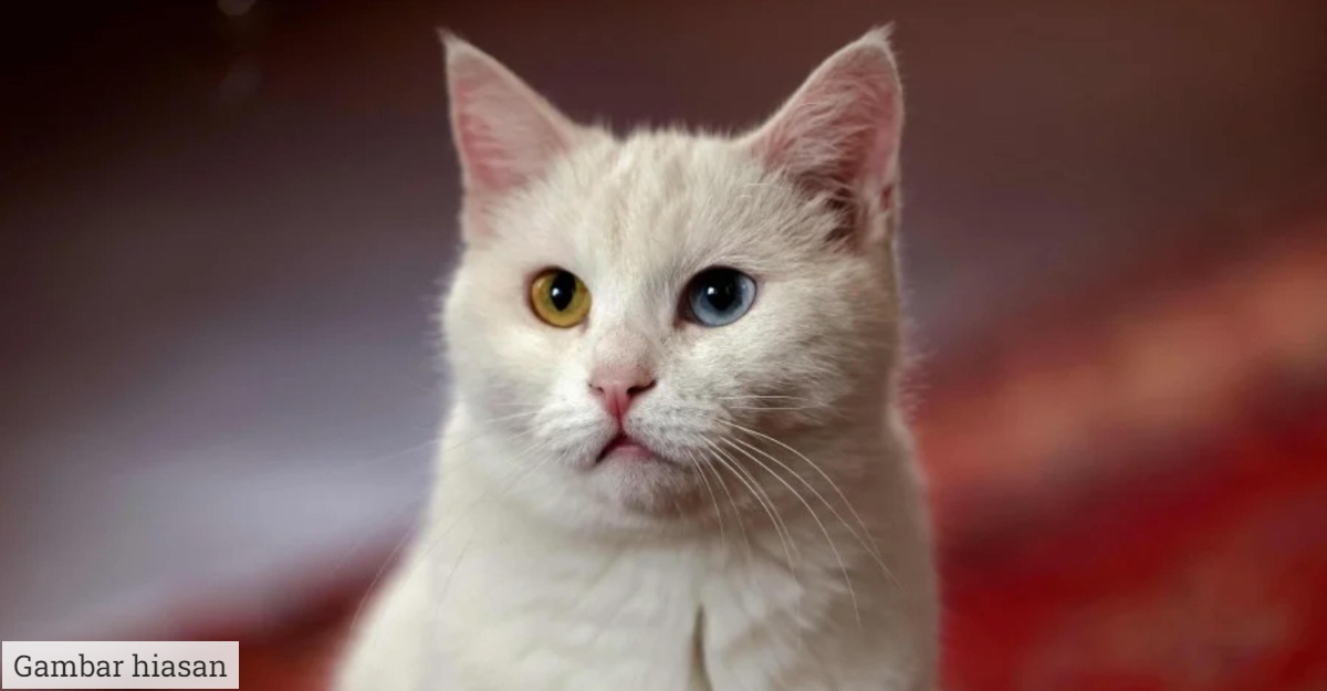 Berapa Pantas Tindak Balas Kucing