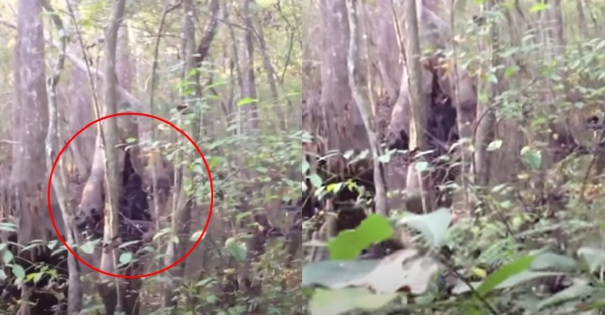 rakaman kelibat bigfoot