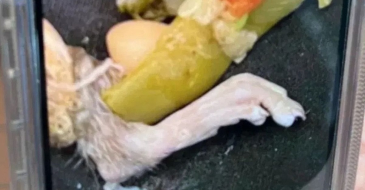 sup kaki tikus