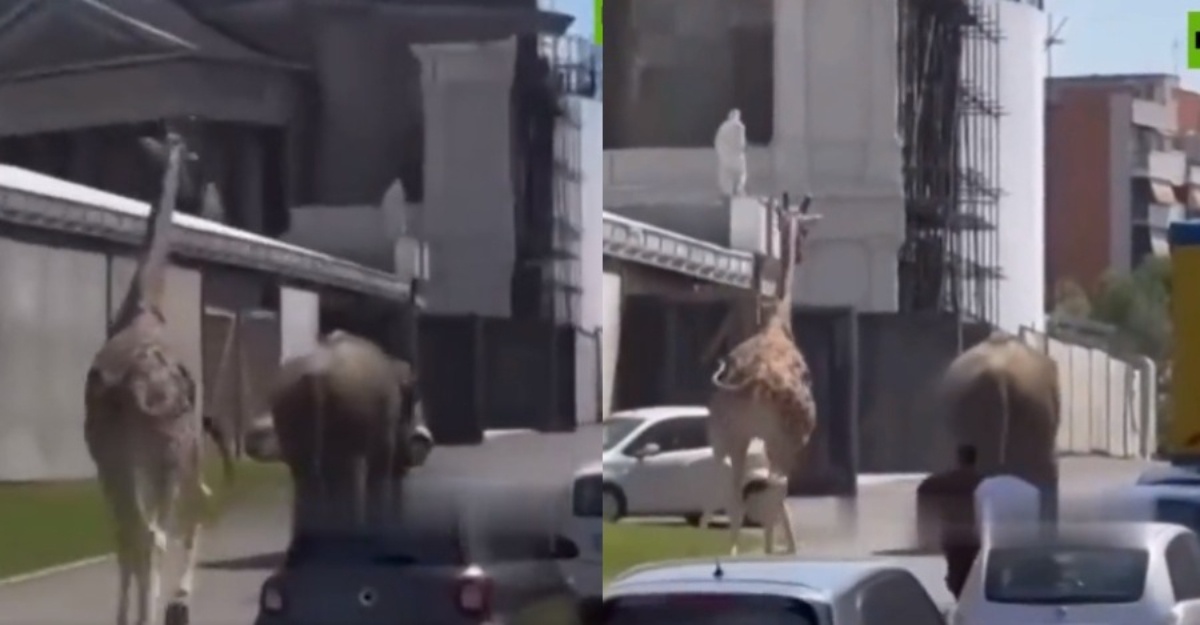 gajah dan zirafah melarikan diri dari studio