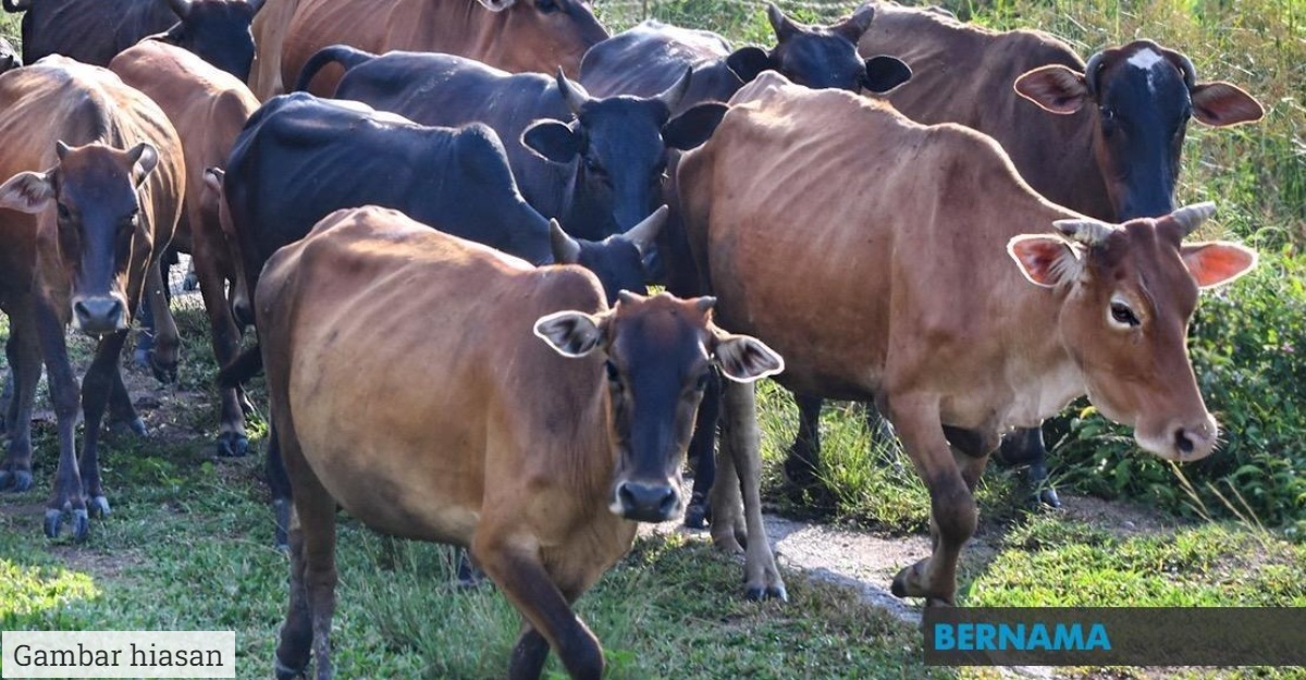 lembu menghala arah sama