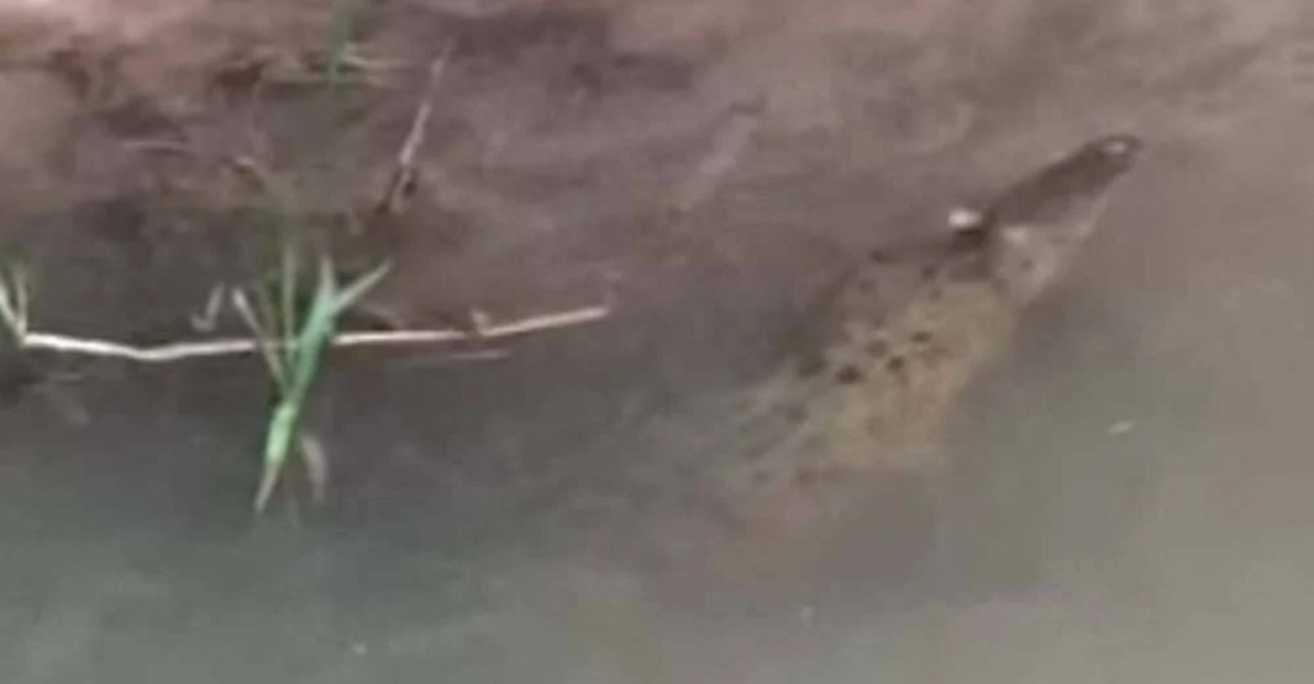 buaya tersesat parit tanjong karang