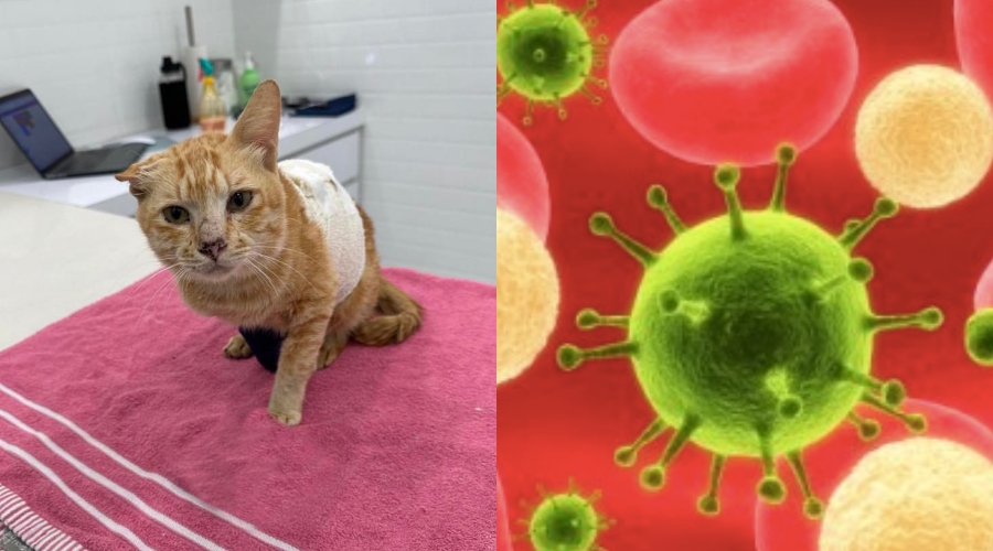 virus fiv kucing