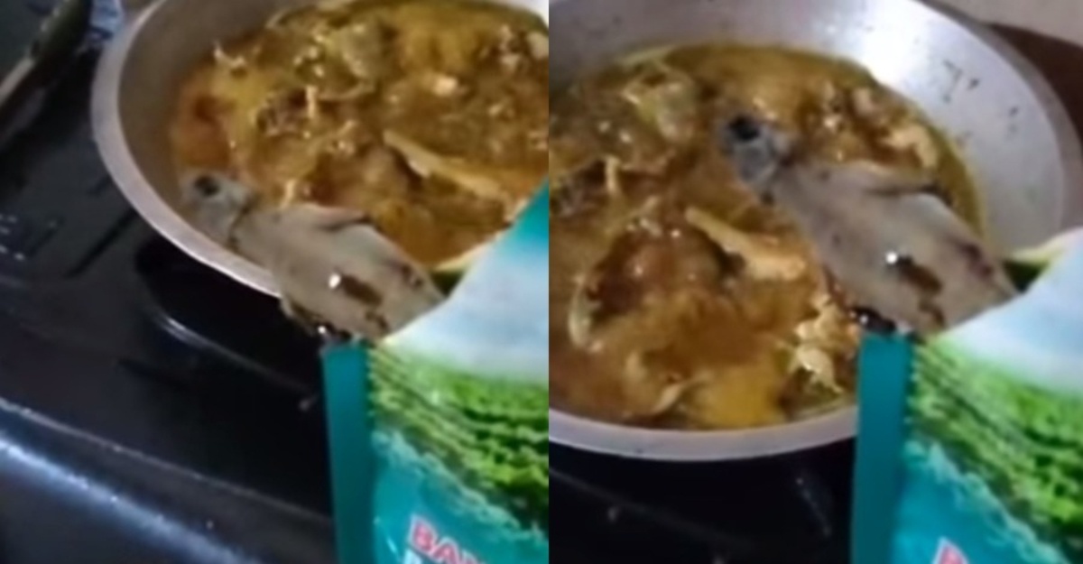 kicap berisi cicak