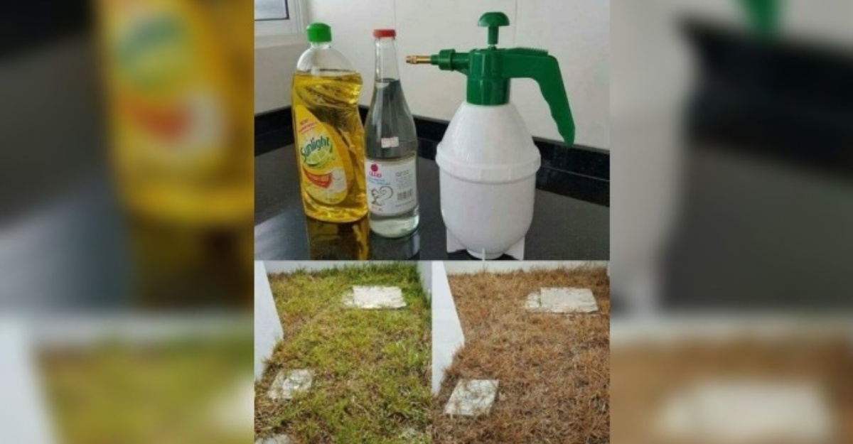 matikan rumput tanpa racun