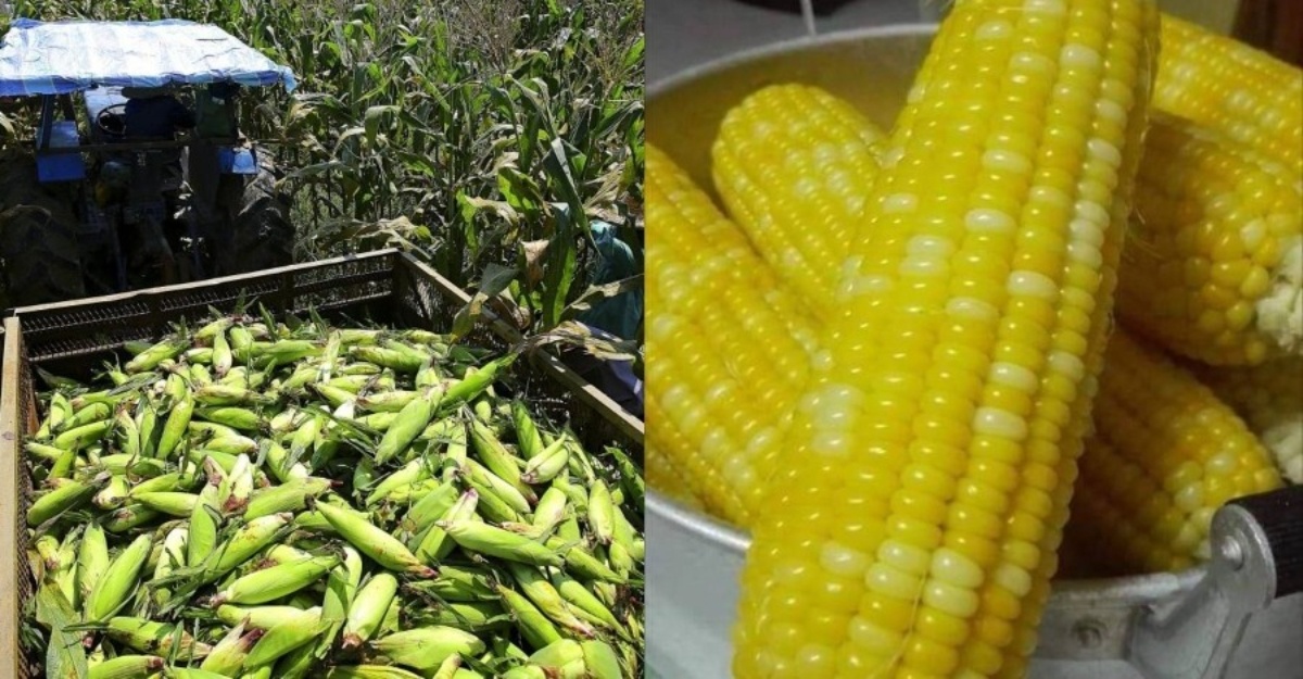 Tips rebus jagung