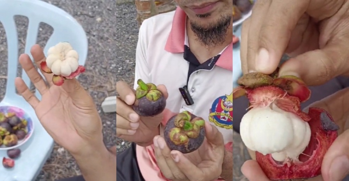 cara makan buah manggis
